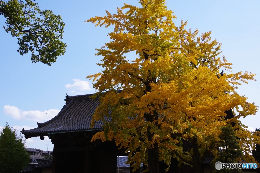 東寺の大銀杏