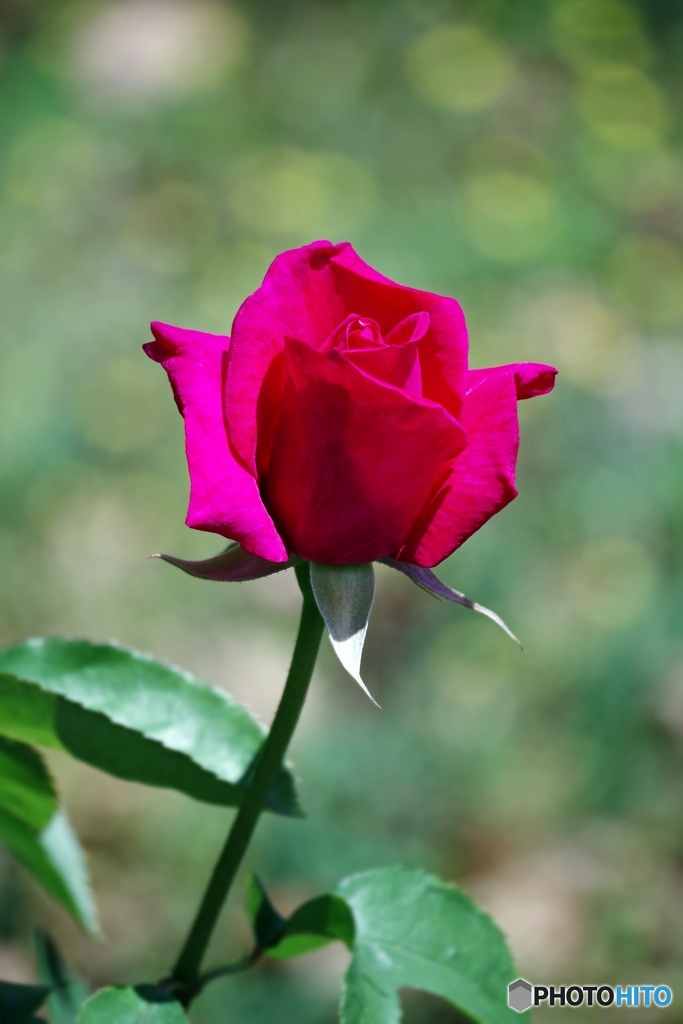 ついさっき…中之島薔薇園