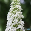 White tree