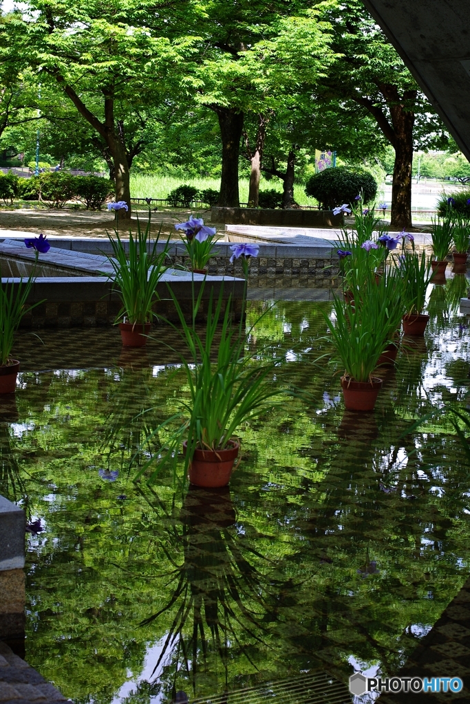 城北公園の人工池
