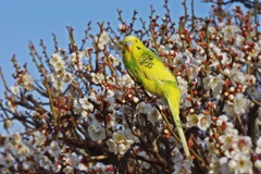 梅インコちゃん、元気にしてるかな  