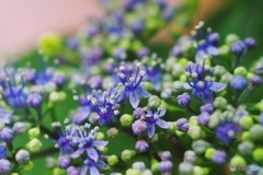 紫陽花ラビリンス