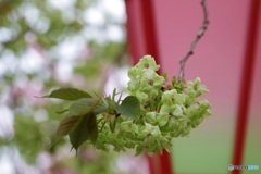 みどりの桜・御衣黄