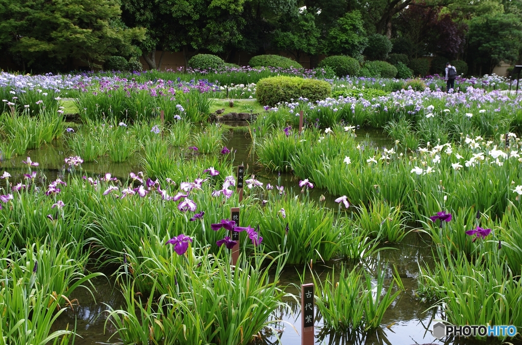 城北菖蒲園