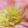 gerbera②