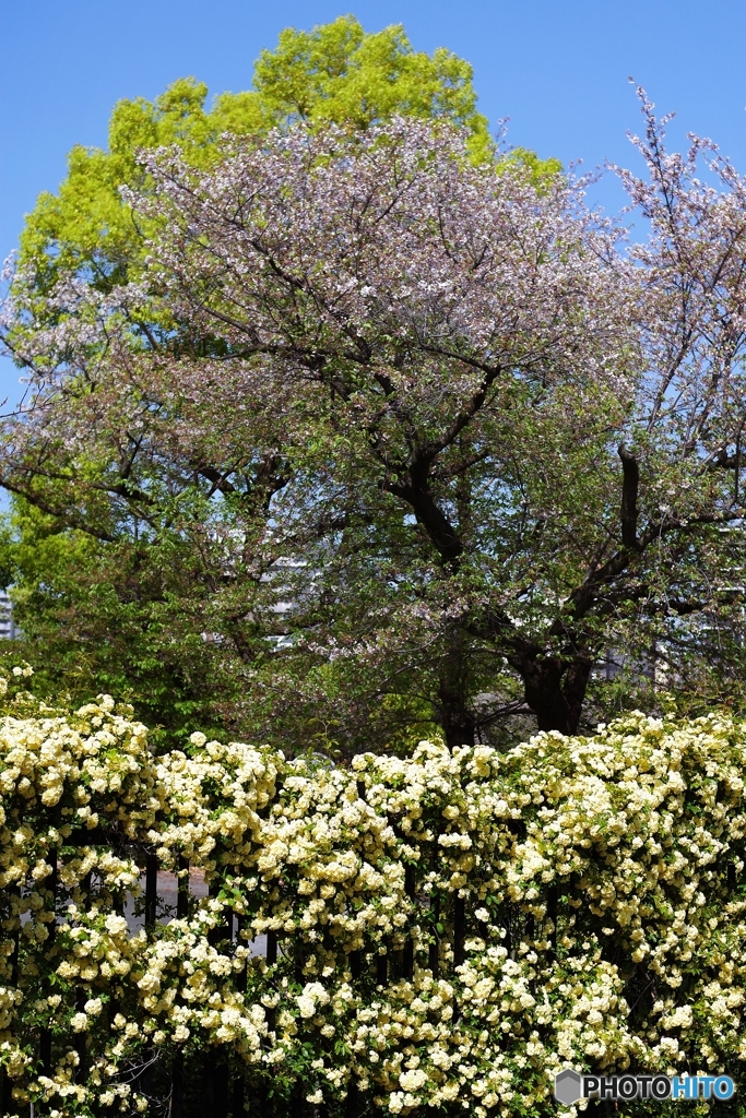 モッコウバラと葉桜