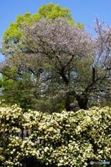 モッコウバラと葉桜
