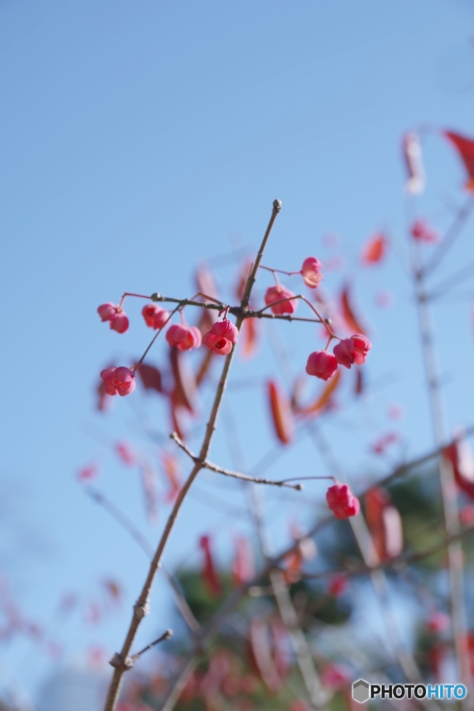 青空に背伸びするマユミちゃん