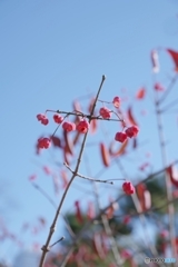 青空に背伸びするマユミちゃん