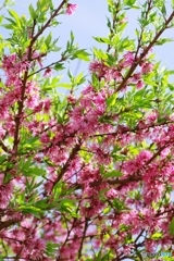 菊桃、盛りを過ぎても
