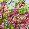 菊桃、盛りを過ぎても
