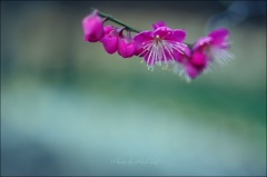 匂いおこせよ 梅の花