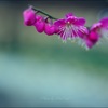 匂いおこせよ 梅の花