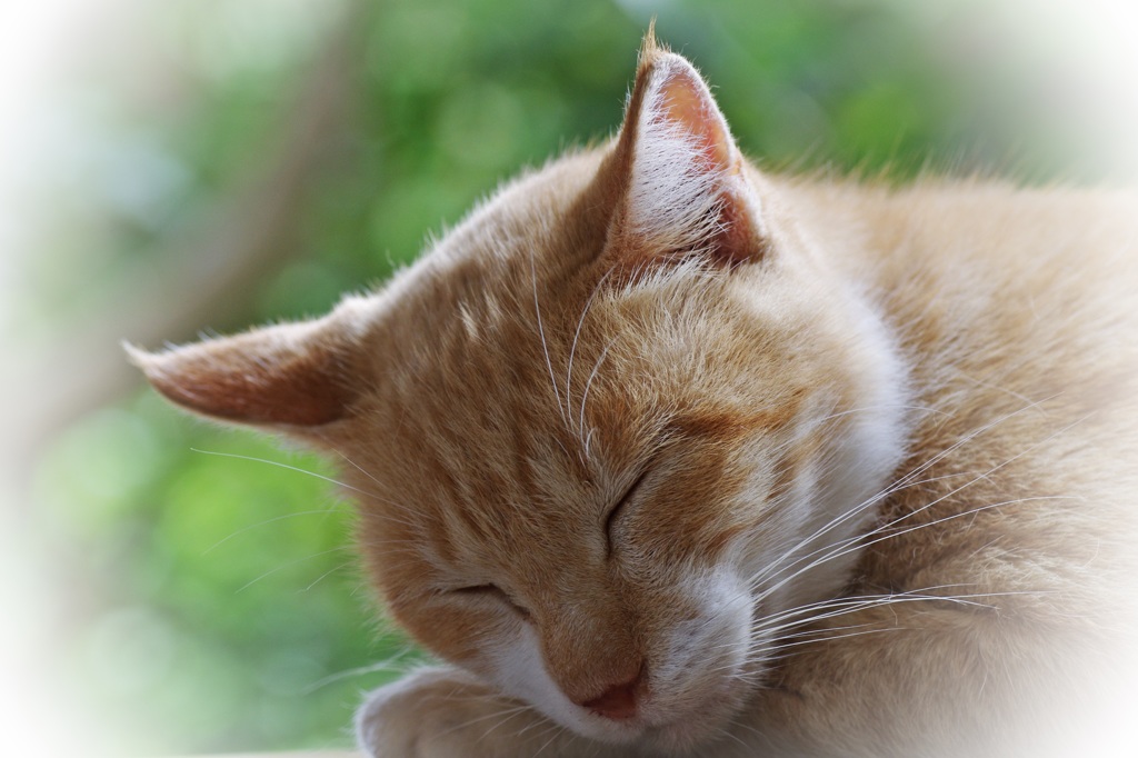 浄瑠璃寺・眠れる猫