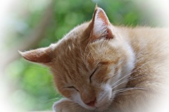 浄瑠璃寺・眠れる猫
