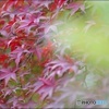 葡萄色の紅葉