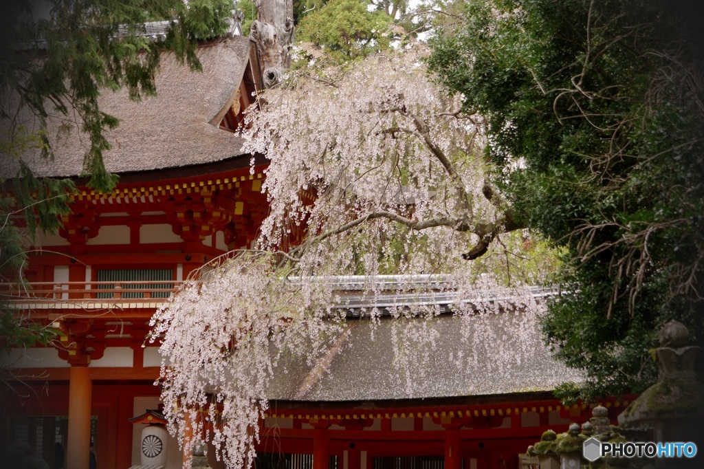 春日大社本殿前の枝垂桜✲