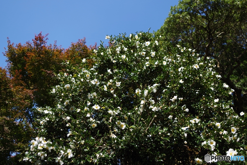 山茶花満開