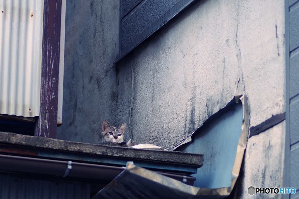 仔猫ちら見え♡