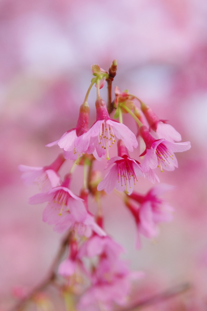 おかめ桜