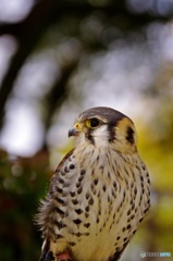 アメリカチョウゲンポウ