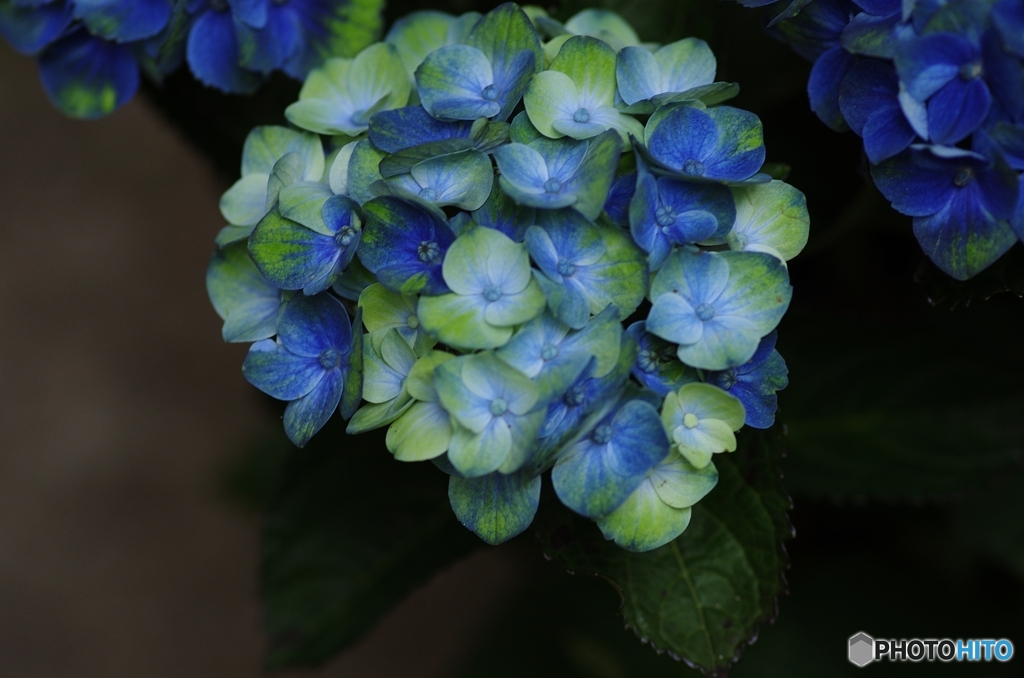 紫陽花マジカルシリーズ