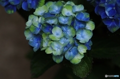 紫陽花マジカルシリーズ