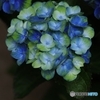 紫陽花マジカルシリーズ