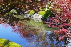 ニシキギとカエデ