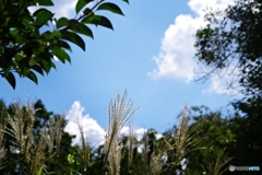 青空と雲と薄