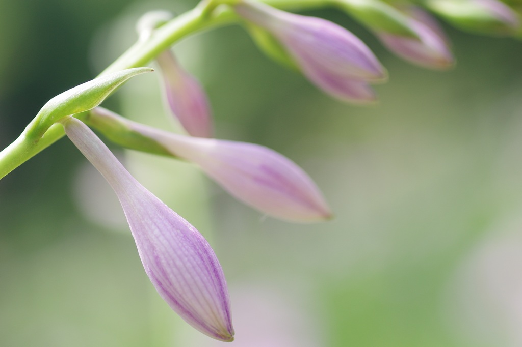 擬宝珠の蕾