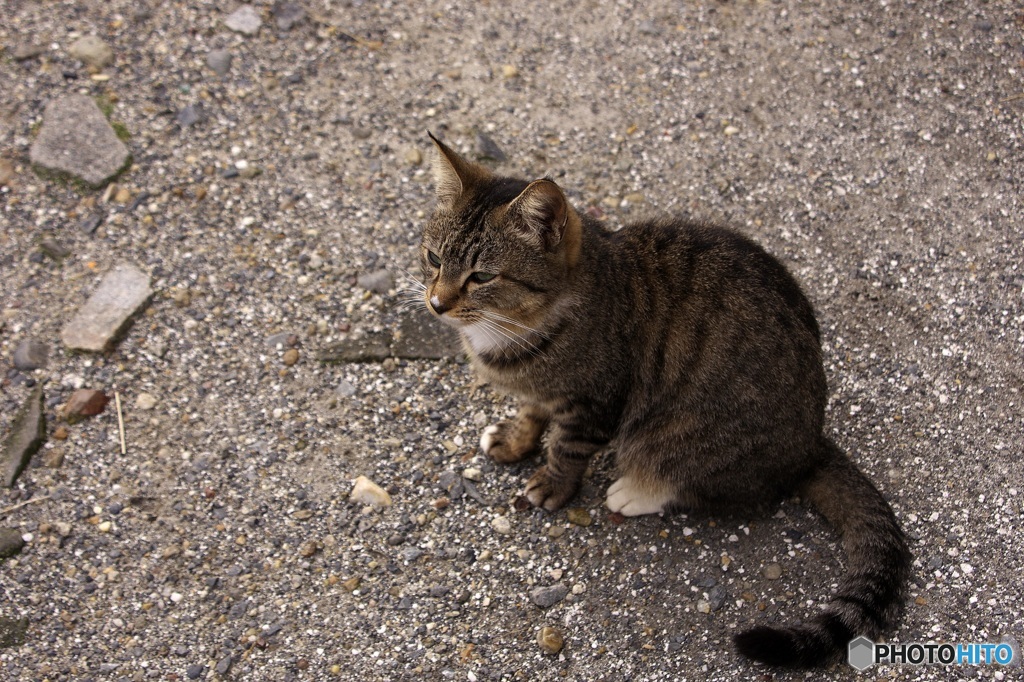 あまゑんぼうの鼻白さん