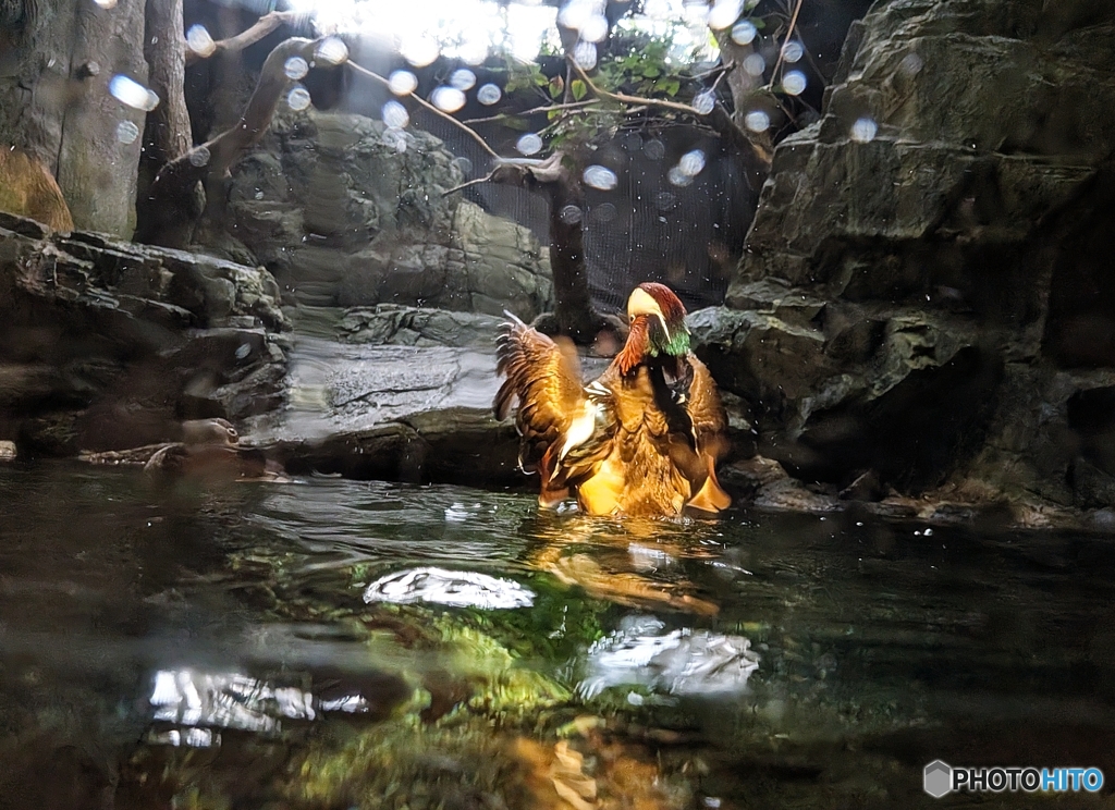 オシドリさんパシャパシャ！