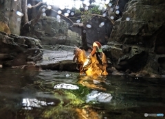 オシドリさんパシャパシャ！