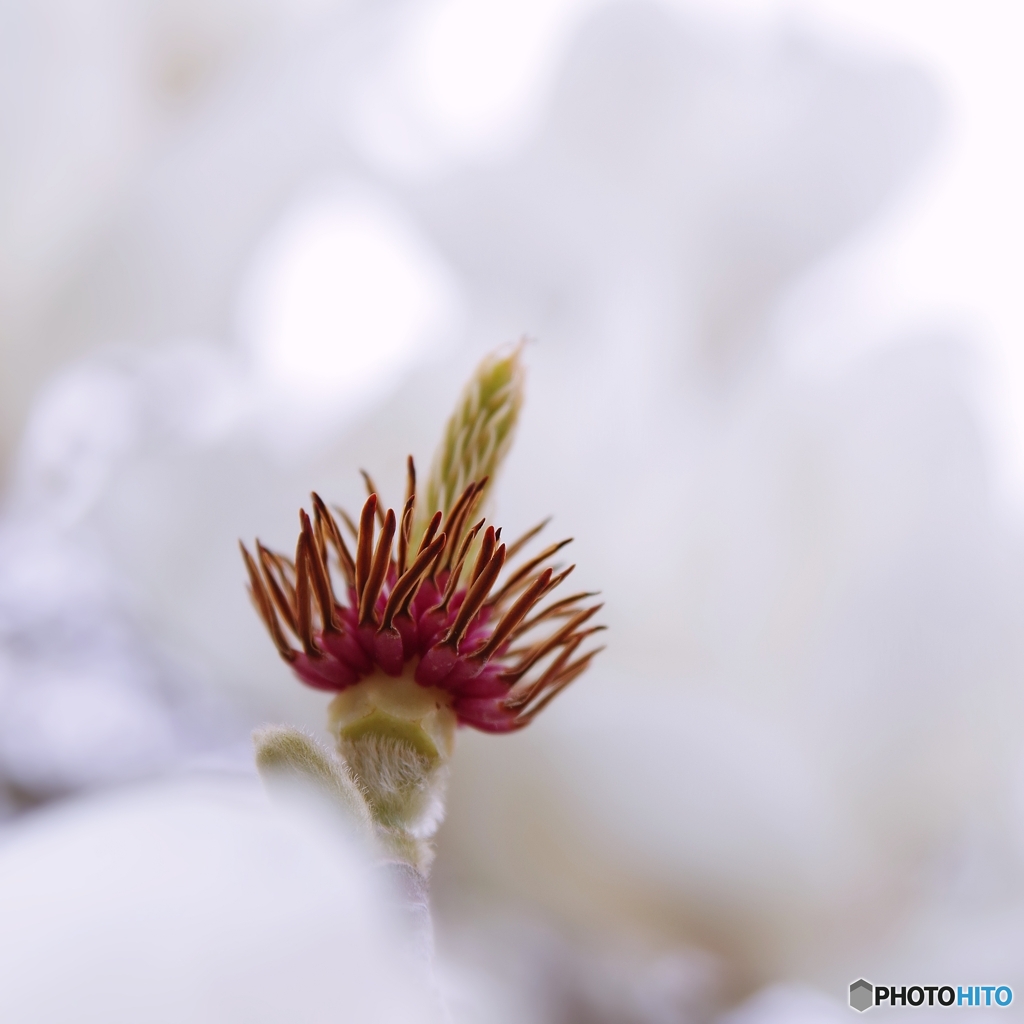 花びらが落ちて