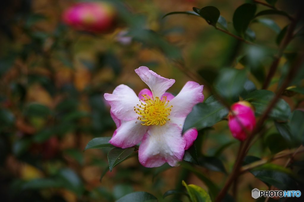 山茶花 愛らしく