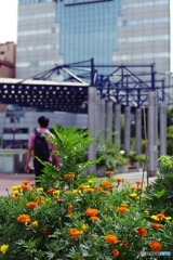 花壇のキバナコスモス