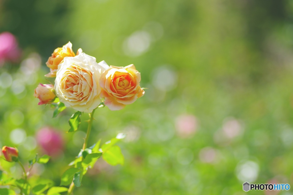 ひらぱー 秋薔薇のかほり