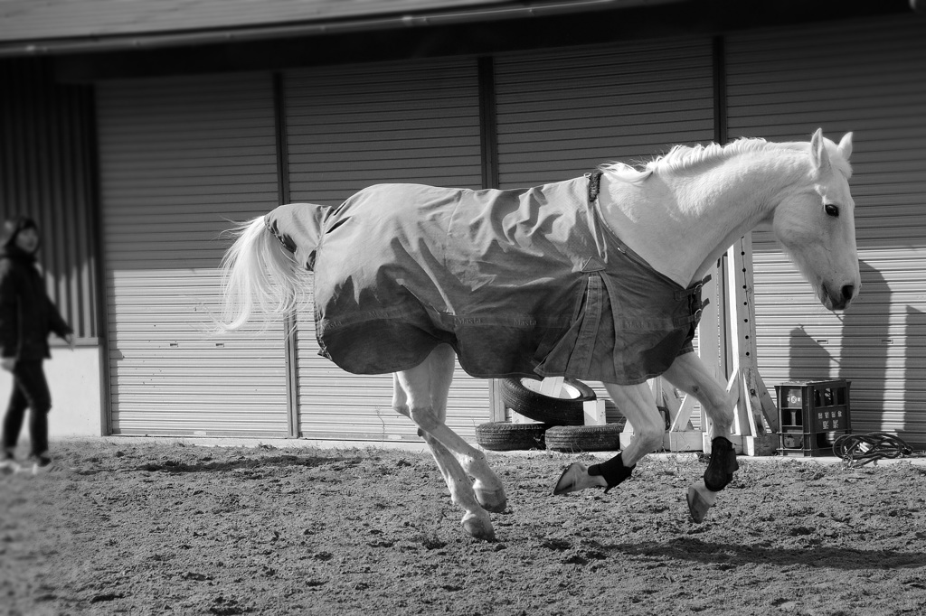 跳ねる神馬