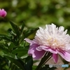 芍薬も咲いていました♪