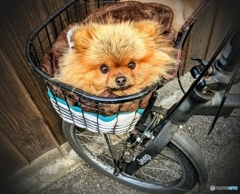 前かごからハッピーバレンタイン♪