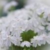 芝桜・淡雪