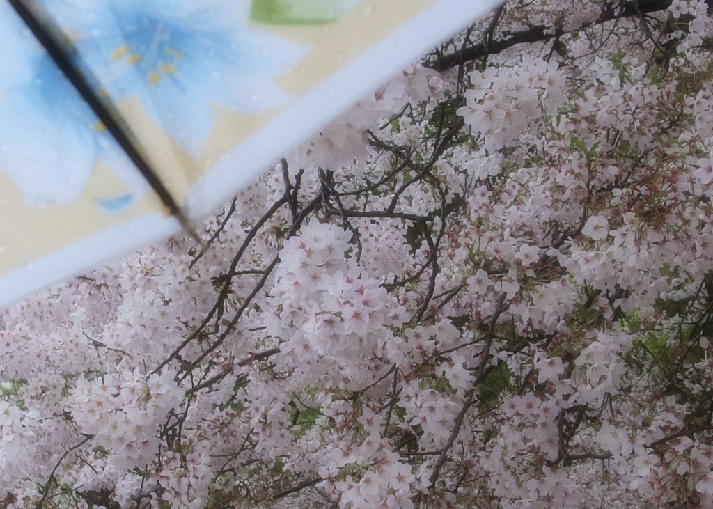 雨ニモマケズ
