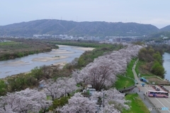 桜並木俯瞰