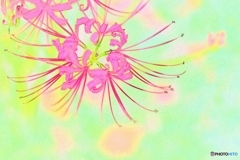 あの日の華美 水彩曼珠沙華