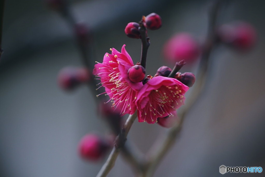 「栄冠」は誰の手に