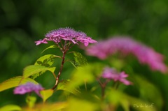 紫陽花・舞華