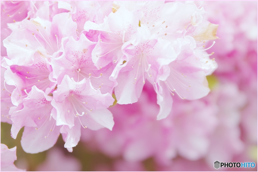 躑躅なのに桃花