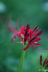 赤花曼珠沙華