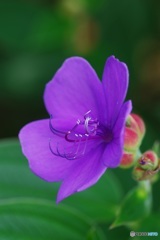 紫紺野牡丹②